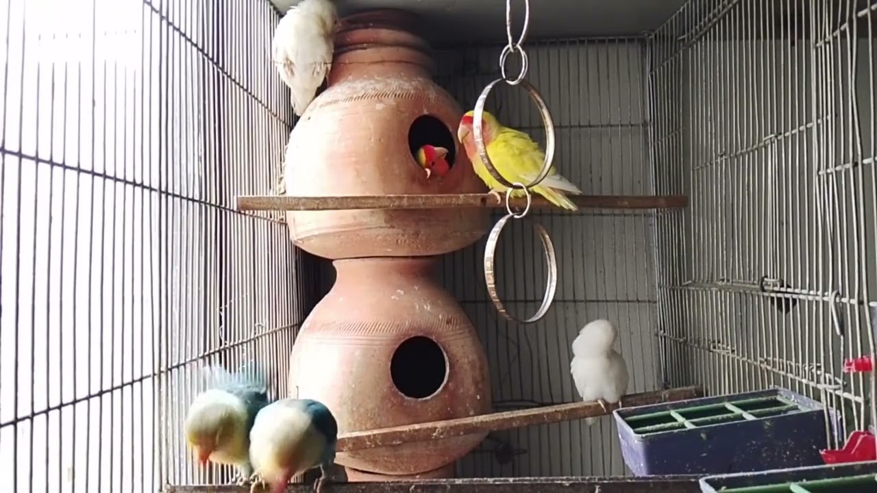 Lucky Lovebirds daily vlog