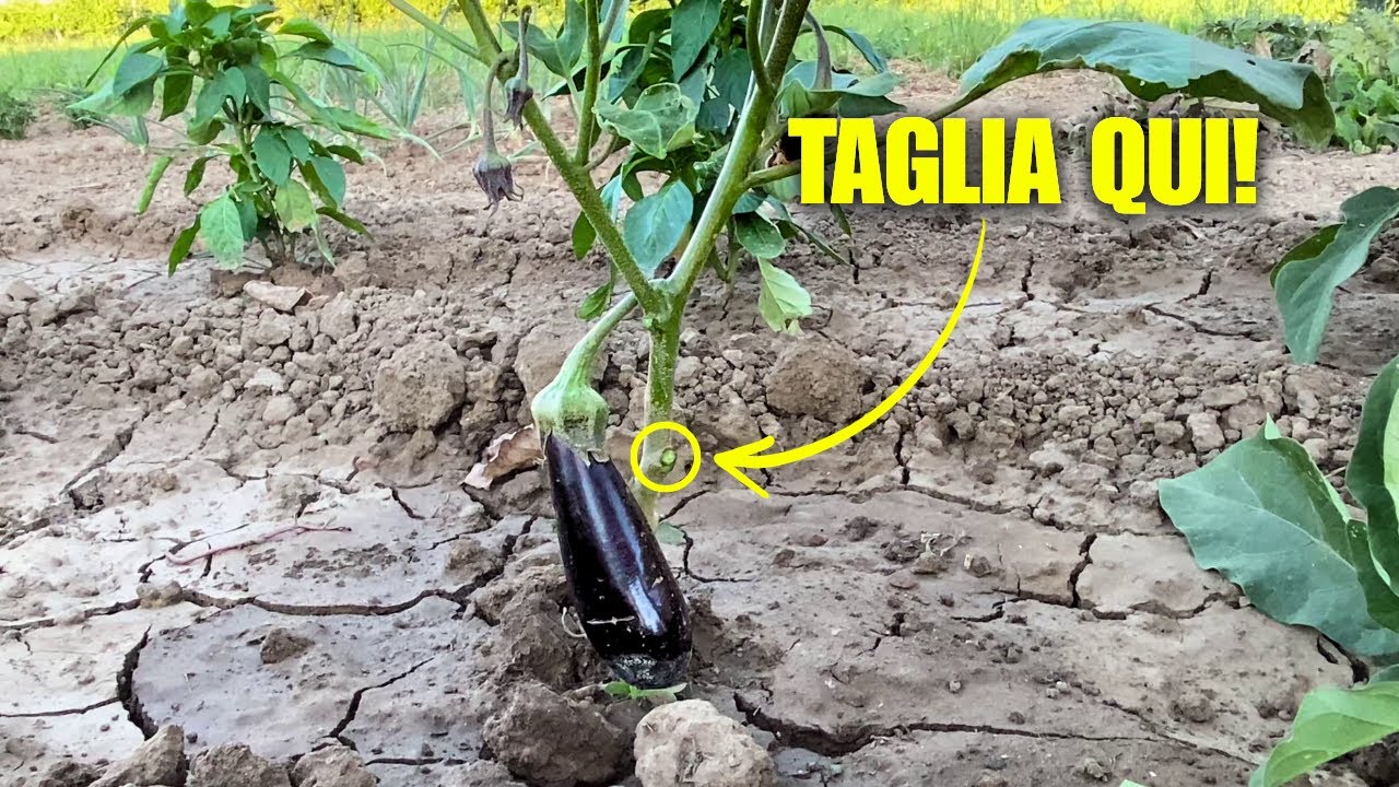 Taglia questi RAMI e le MELANZANE diventeranno Enormi!