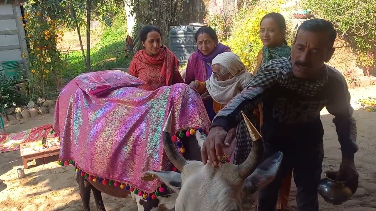 ये भी गऊदान  की रस्म  हैं देखिए जरूर please like share and subscribe 🙏🙏🙏