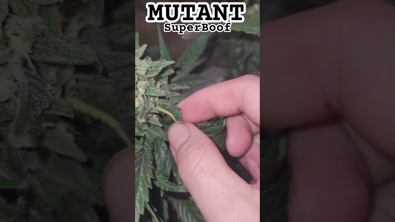 420fastbuds Mutant SuperBoof Auto @FastBudsGenetics