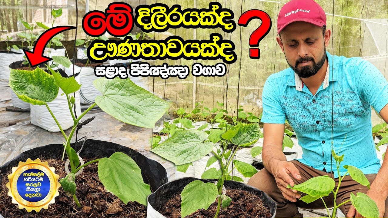 දිලීරහානි හා ඌණතා ලක්ෂණ හදුනා ගන්නේ කොහොමද | සළාද පිපිඤ්ඤා වගාව | Salad Cucumber Farming