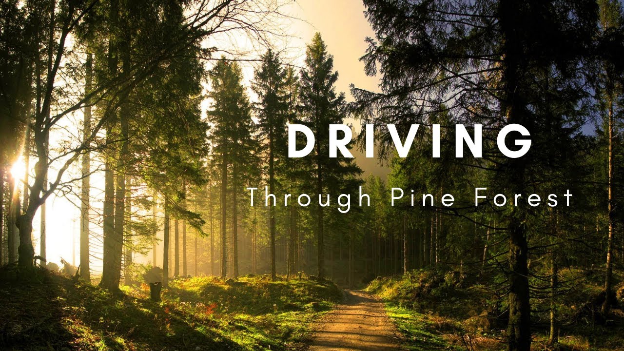 virtual drive through pine forest - Jenolan State Forest Australia