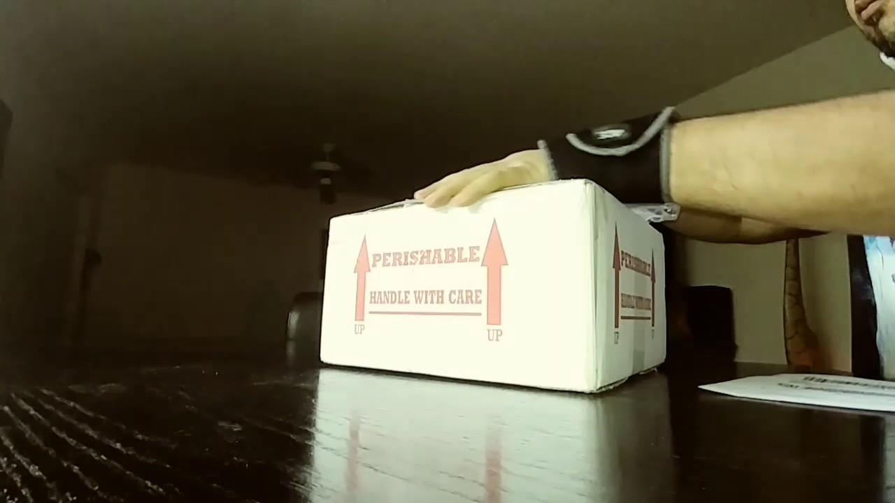 Blue tongue skink unboxing