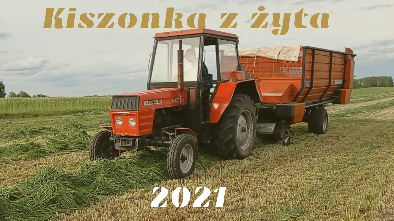 Kiszonka z żyta🌿 2021😱Ursus c 360 daje radę. 😱