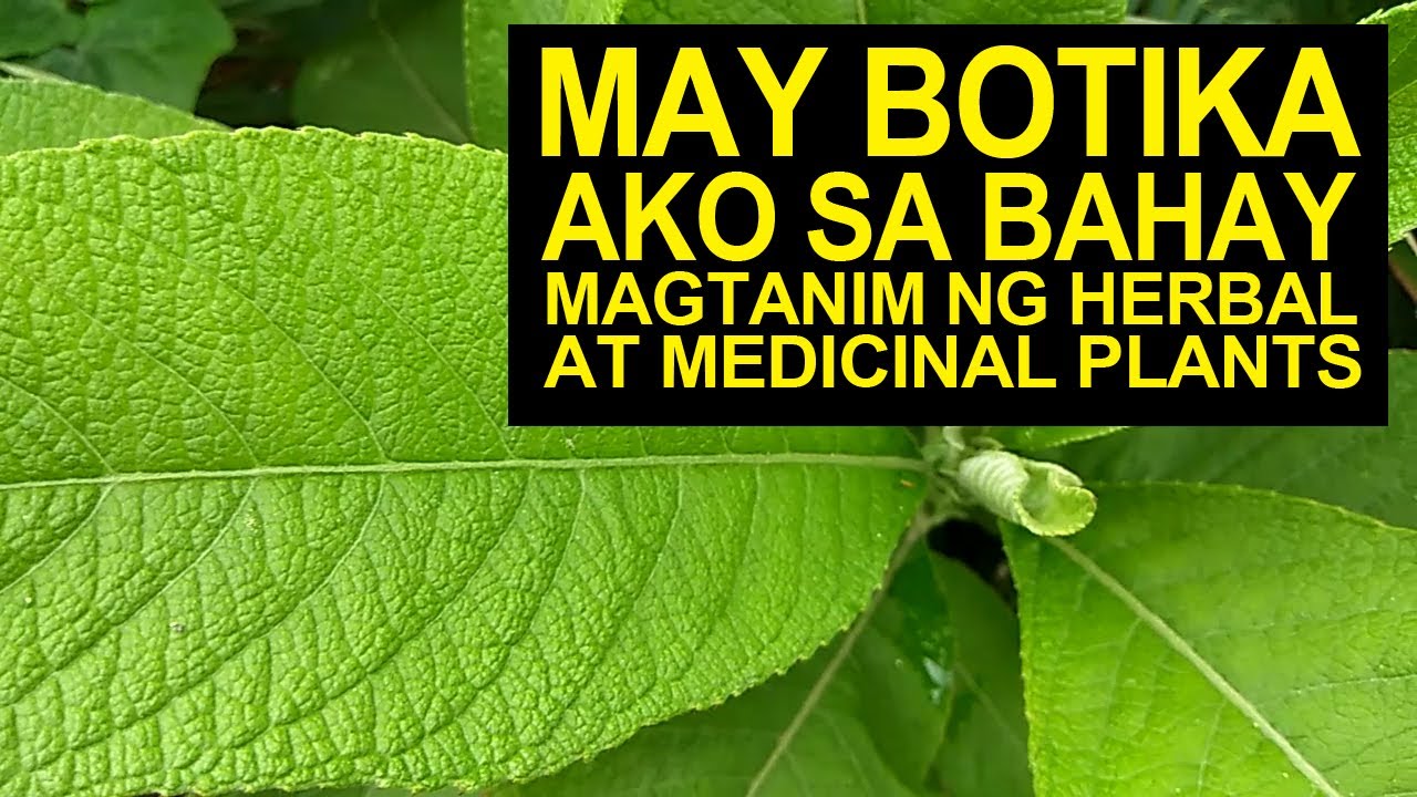 Part 3 I May Botika Ako Sa Bahay I Magtanim Ng Herbal At Medicinal Plants