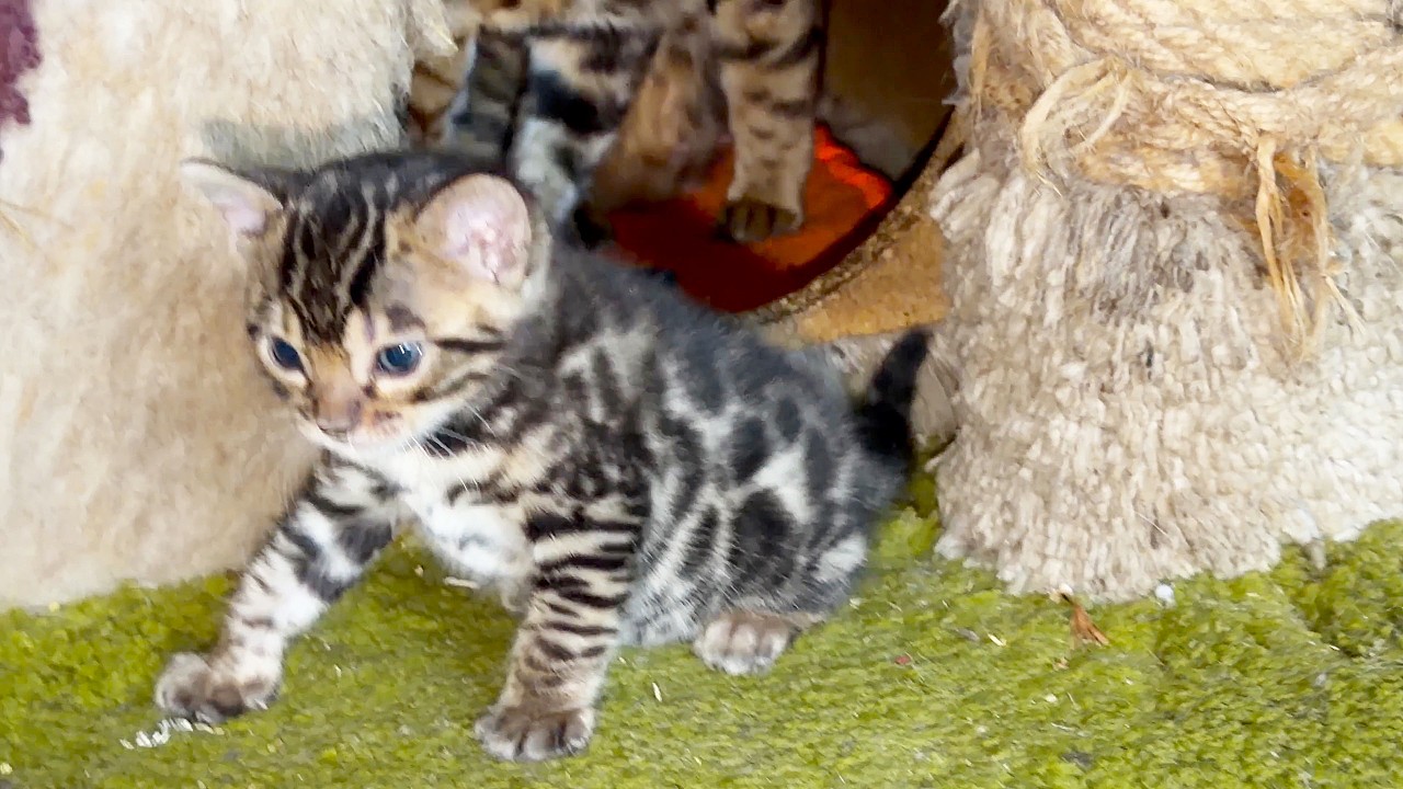Kitten Ruta has a warm home and many mothers.У котенка Руты есть теплый дом и много мам.