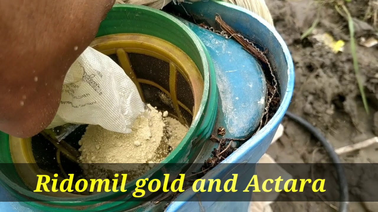 ridomil gold and Actara spray