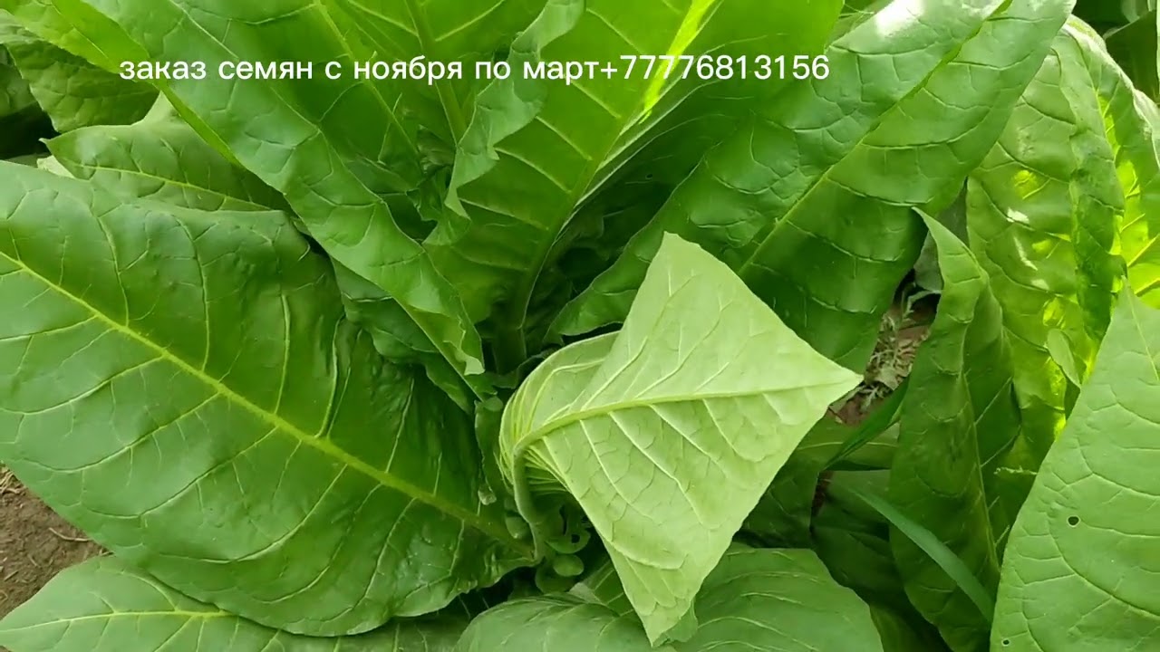Pennsylvania Broadleaf, Piloto Cubano, Dominican Republic Olor