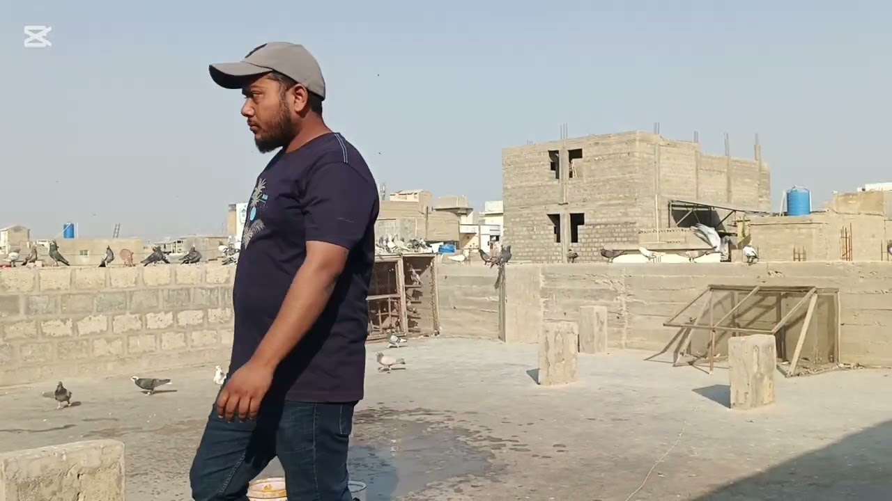Ahmad bhai 4.b waly kabuter ki larayya Ghar me ghos kar Lara kabuter