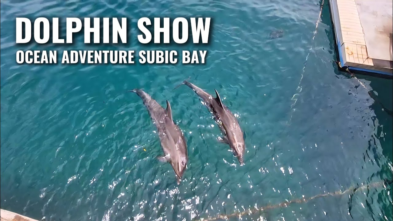 DOLPHIN SHOW 
