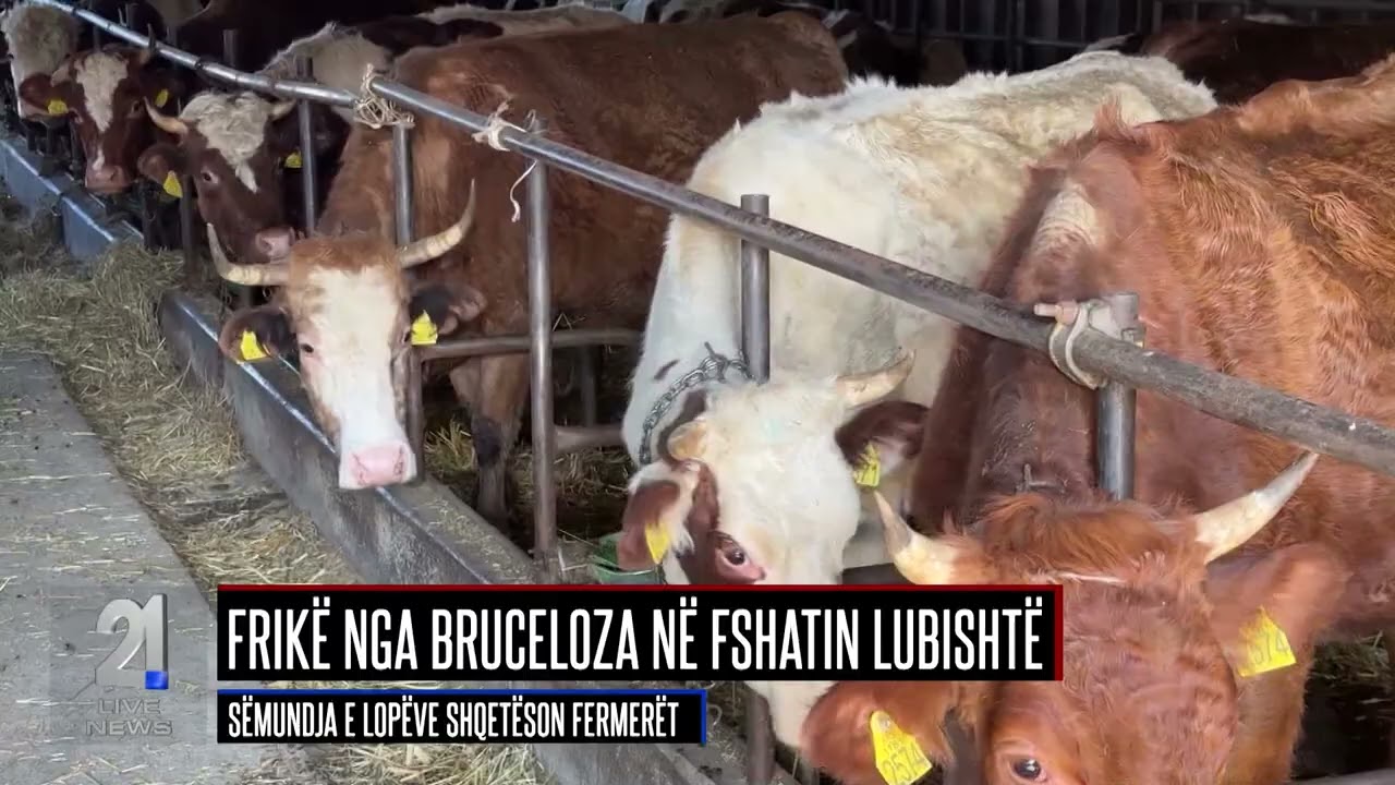 Alarm në Lubishtë – përhapet një sëmundje te lopët, rrezik edhe për njerëzit ❗🐄