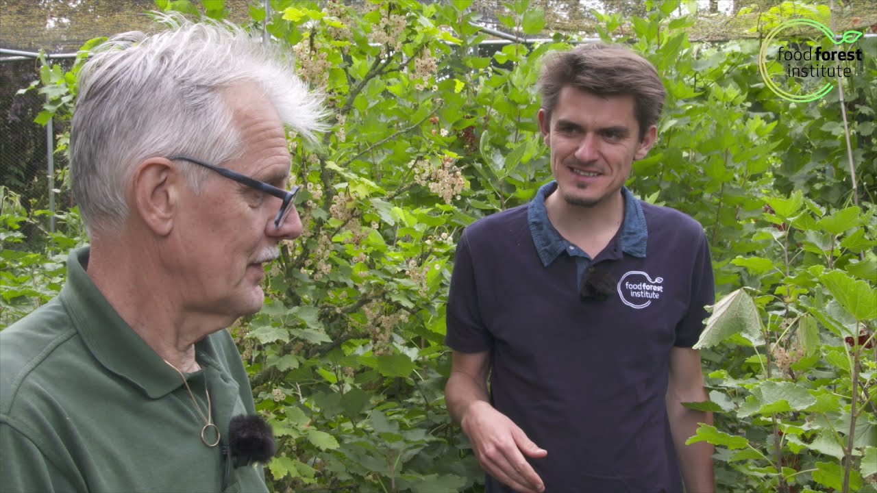 🌳 Plantafstanden bessen &  bodembedekkers 🌰 - Kruisbessen proeftuin - Marc Geens & Louis De Jaeger