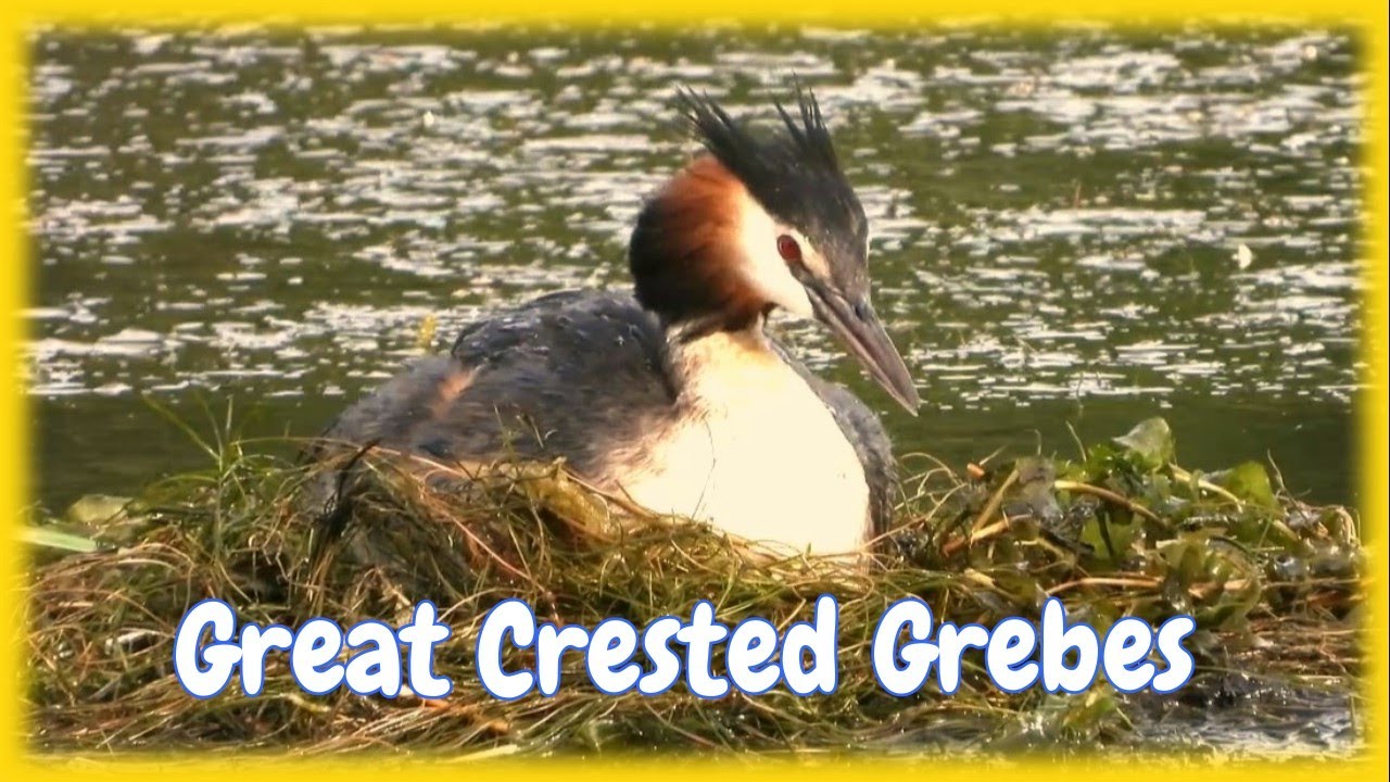 GREAT CRESTED GREBES 👀 Incubating Eggs and SLOW MOTION Catching Fish 👀 Nest Build Podiceps cristatus