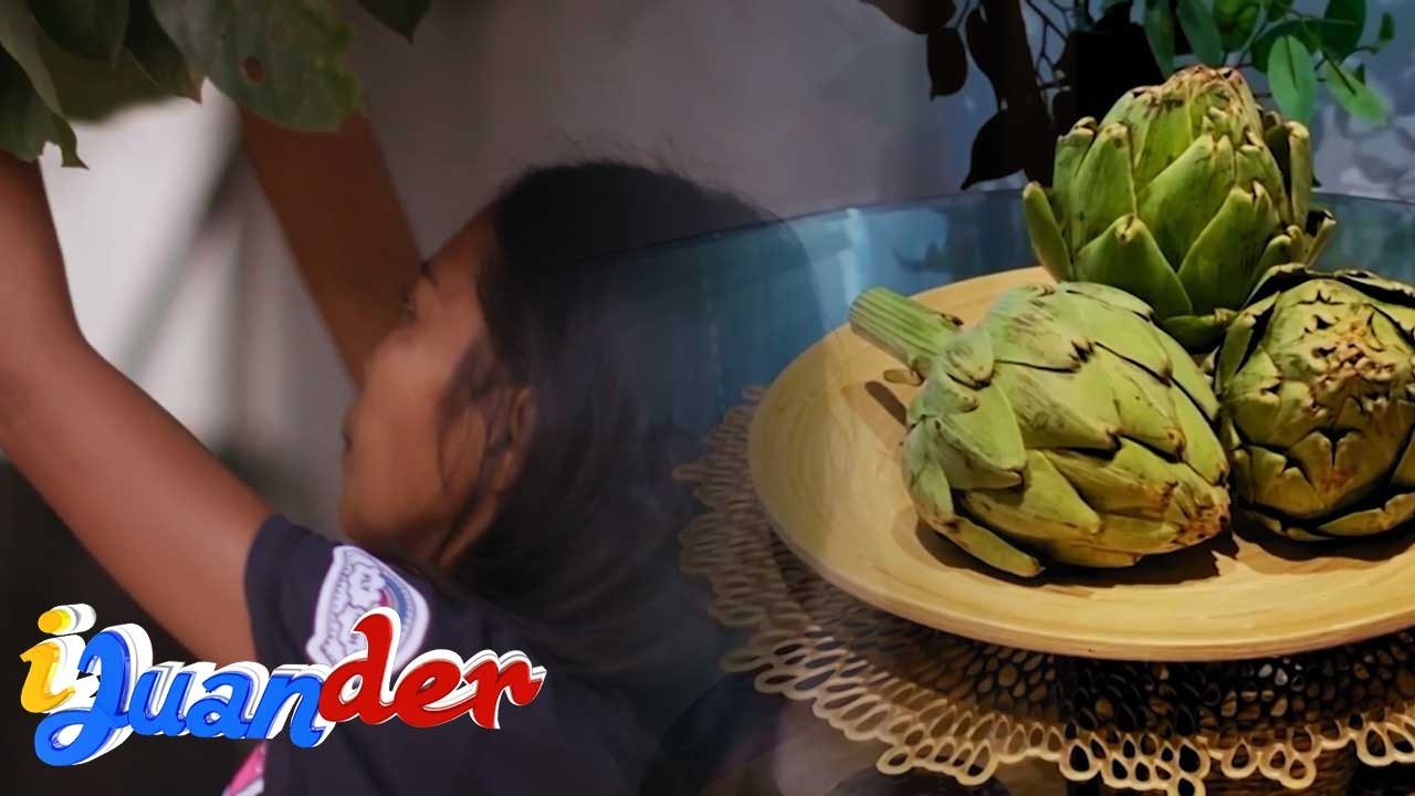 Dahon ng avocado at artichoke, maganda raw para sa puso? | I Juander