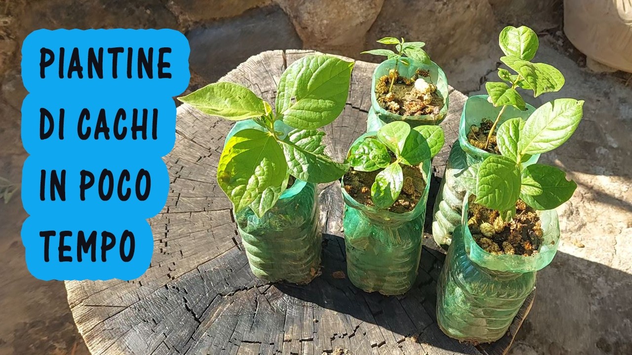 Nuove piantine di cachi (Diospyros kaki) Pianta di caki dal seme / kachi a costo zero