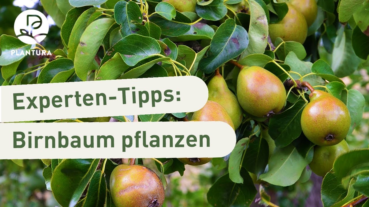 Birnbaum pflanzen: So klappt&rsquo;s (Anleitung)