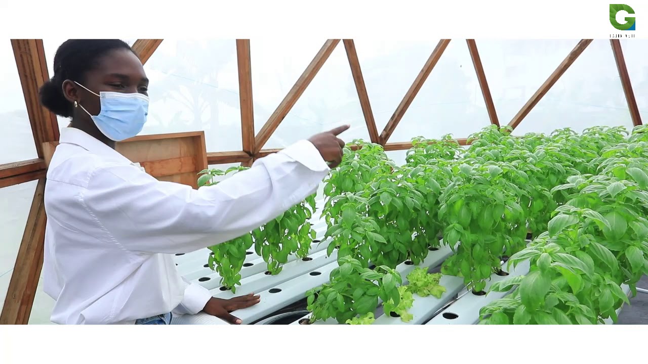 la culture hydroponique, un bel exemple de production agricole durable