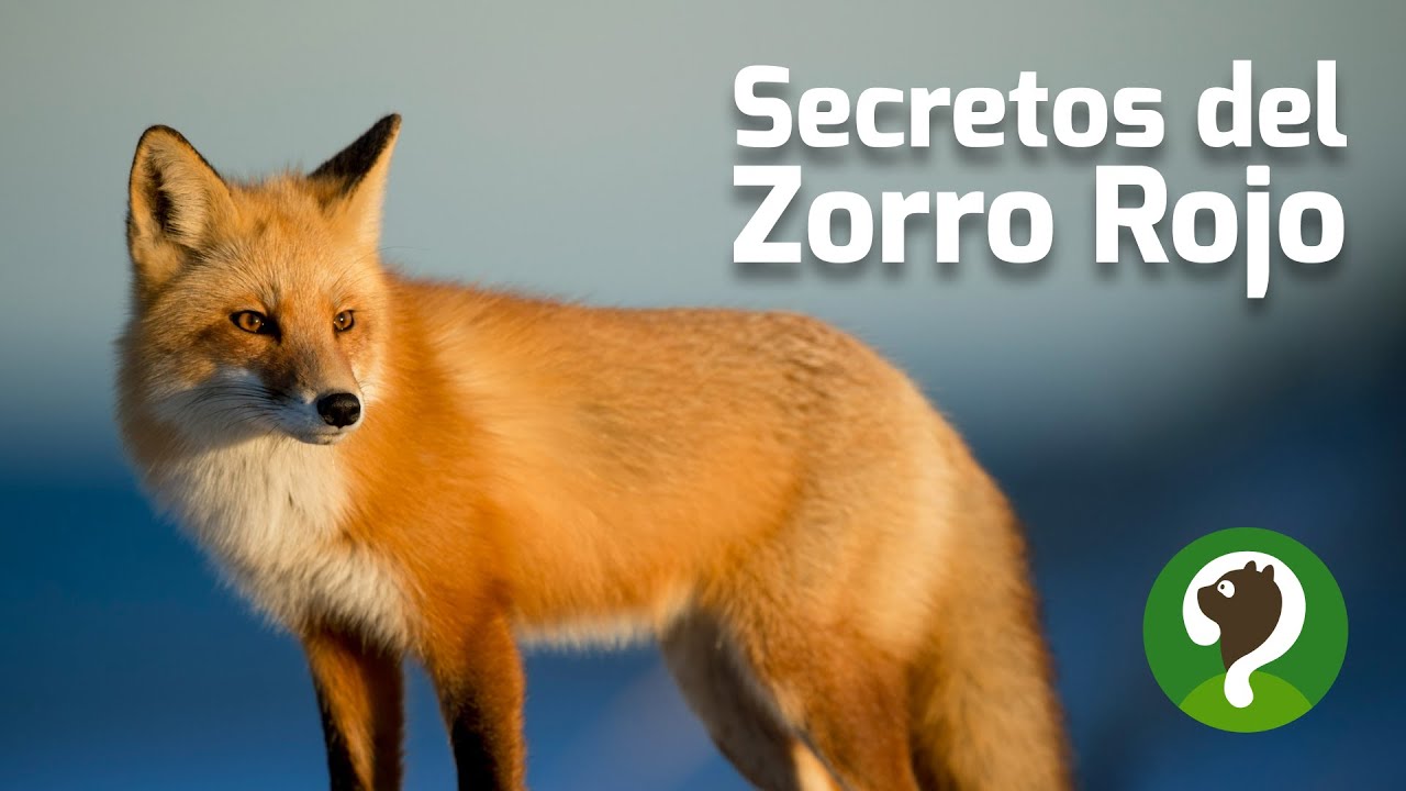 Zorro rojo: el cazador más astuto del bosque