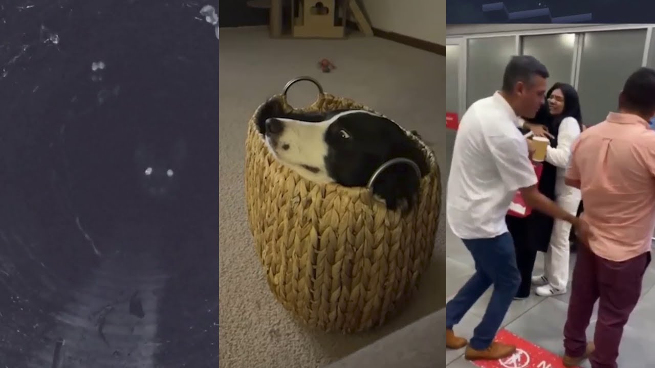 Videos with unexpected ending #25🤯