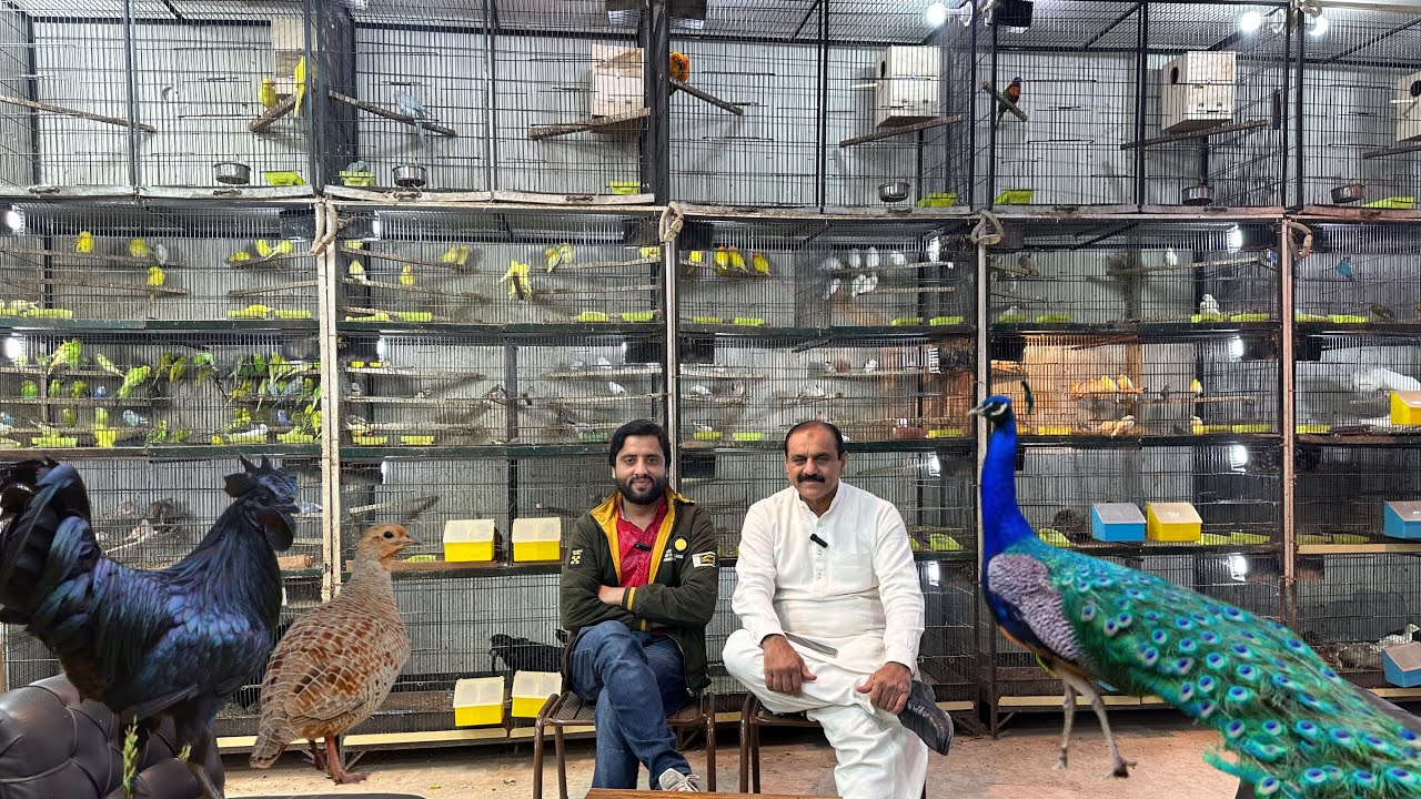 Multan Sunday Birds Market 28 December 2025  | multan birds market latest update | Mustaq Ahamad |