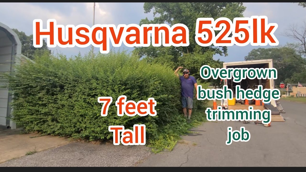 trimming Overgrown hedges makeover Husqvarna 525lk combi   GOT BUSH ?