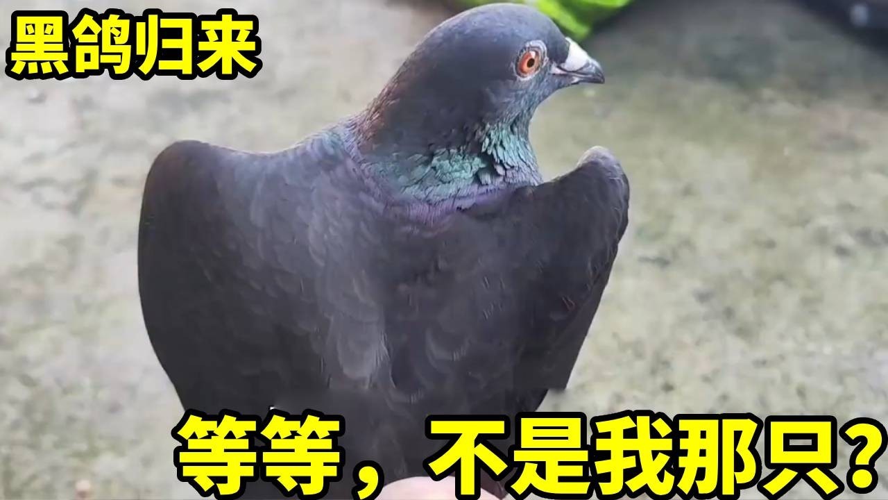 今天来了一群黑色的野鸽子，本以为是我丢失的那只又回来了，不料又是空欢喜一场！【俏鸽】