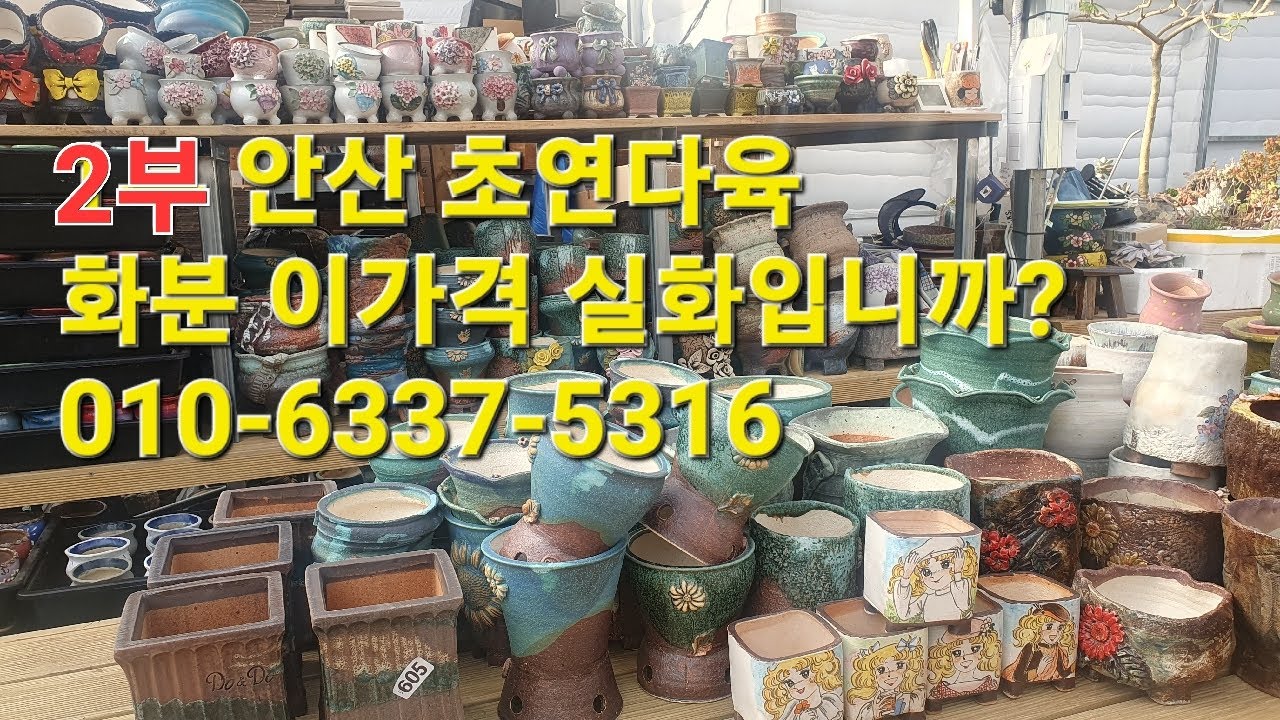 2부 안산 초연다육!화분 이가격 실화입니까?010-6337-5316