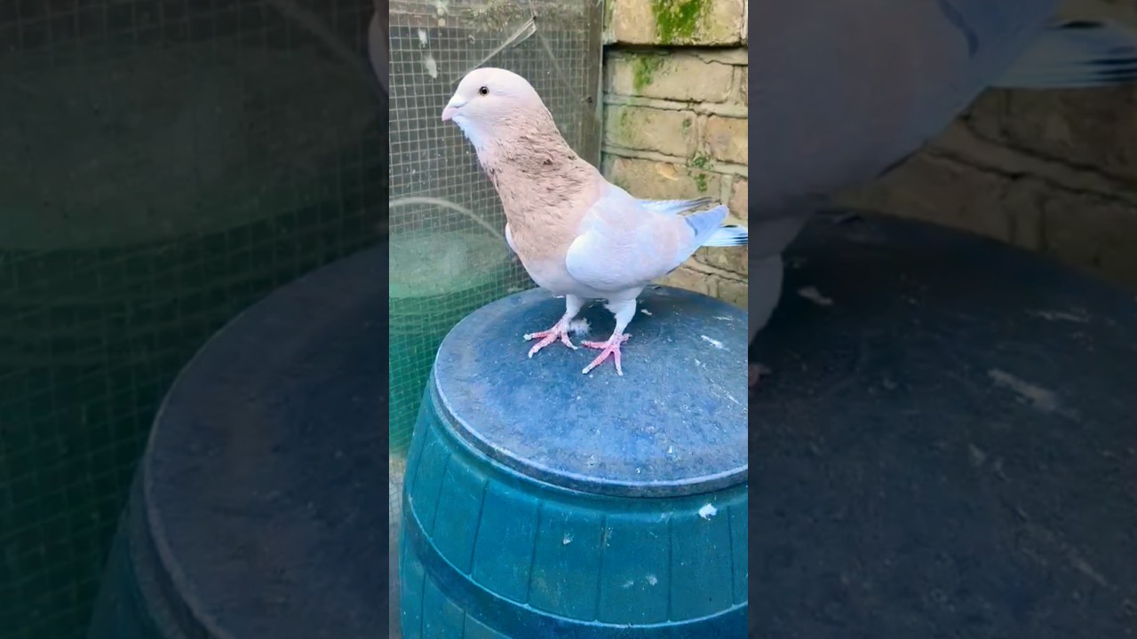 Expansive pigeon 🤯 #pigeonbreed #pigeonlaver #shortsviral #pigeon #status #attitude #kabutar