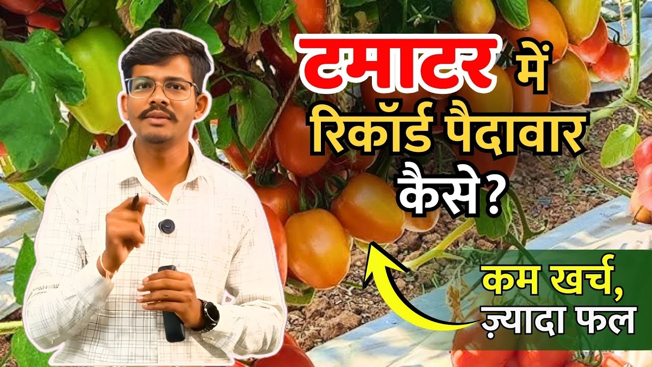 टमाटर की खेती कैसे करें |tamatar ki kheti kaise karen| नर्सरी से लेकर कटाई तक पूरी गाइड