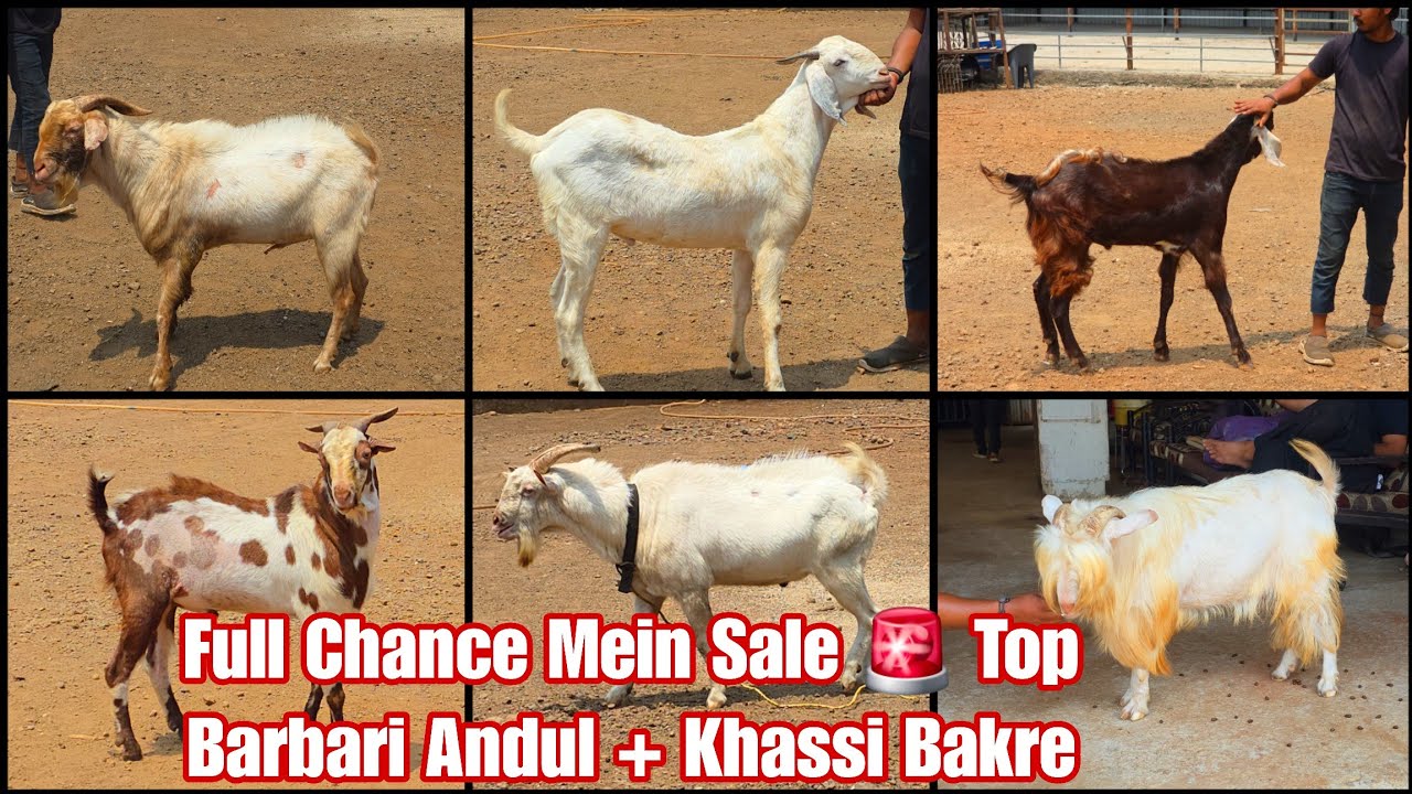 Full Chance Mein Sale 🚨 Top Barbari Andul + Khassi Bakre | Agwan Goat Farm 💥 Bhiwandi Padgha