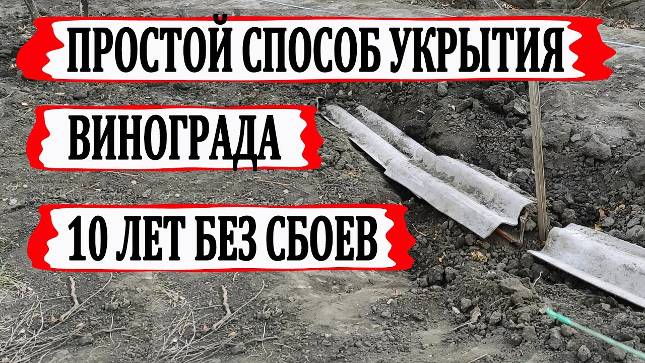 🍇 Укрываю виноград так уже 10 лет. Самое простое и надежное укрытие винограда.