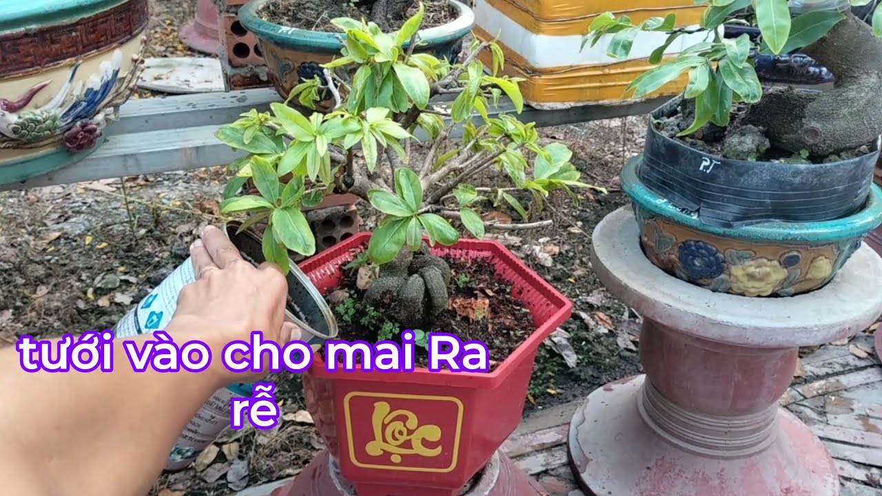 Dùng loại này tưới lần 2 cho nó mau Ra rễ đối với mai mua ở chợ và trên mạng 