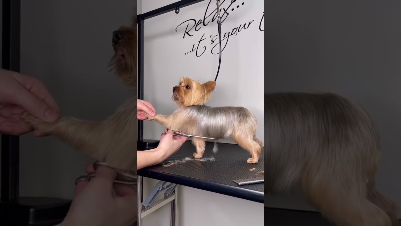 YORKIE GROOMING WITH SCISSORS #yorkie #doggroomingforbeginners #doggroomingtips