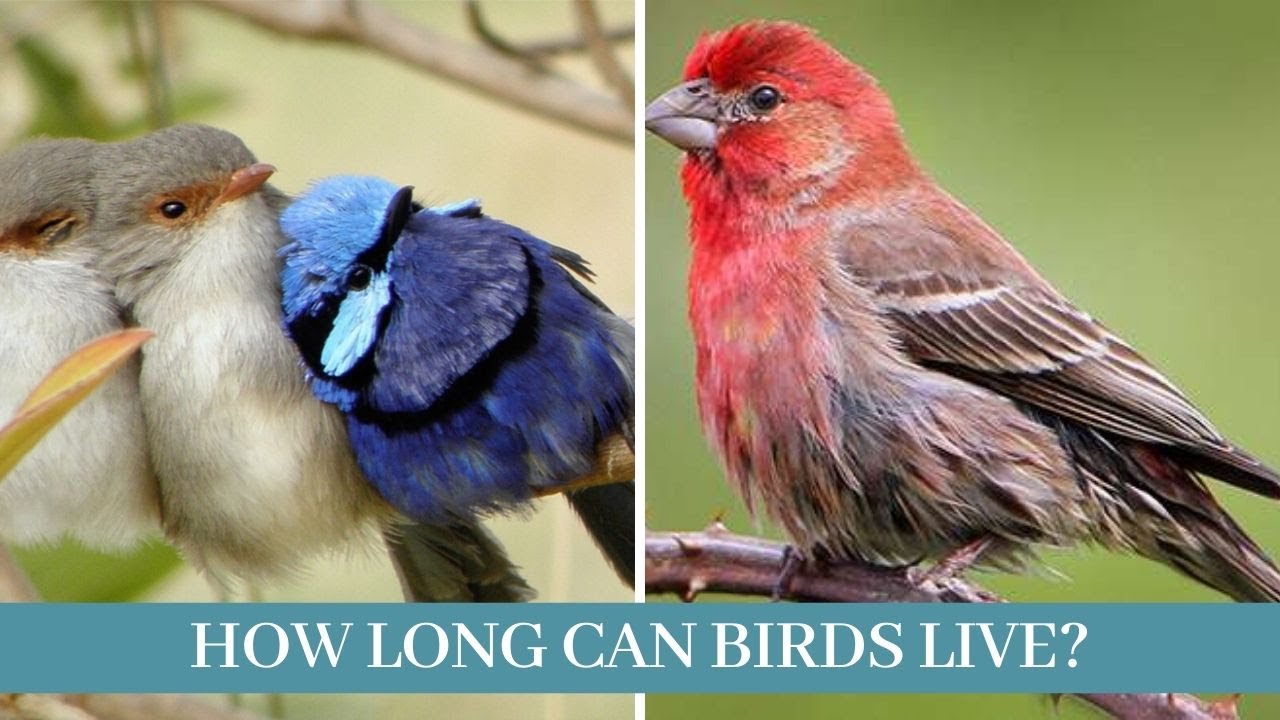 How birds live || How Long Can Birds Live? || how long do birds live in the wild