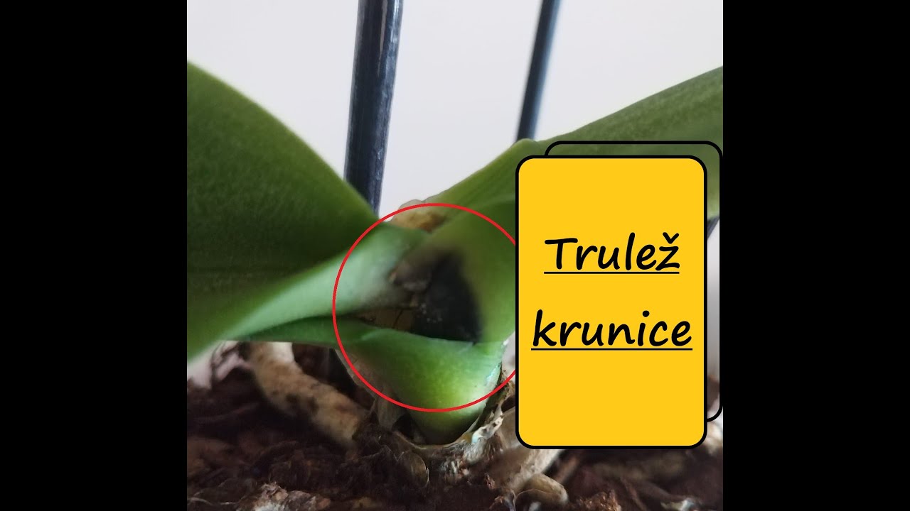 Trulež Krunice