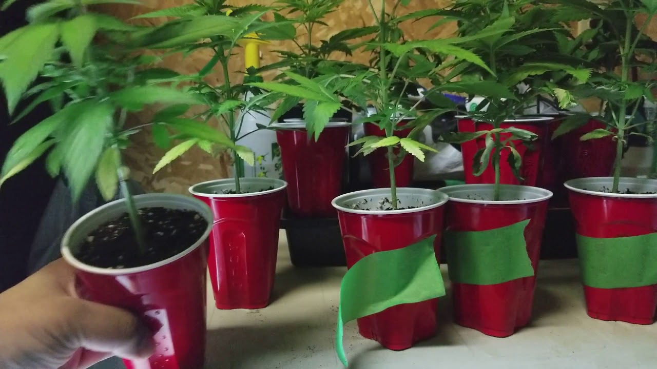 Grow review Grow video Cali Connection HSO 818 707 Headband Scrog Mars 1600 watts LED