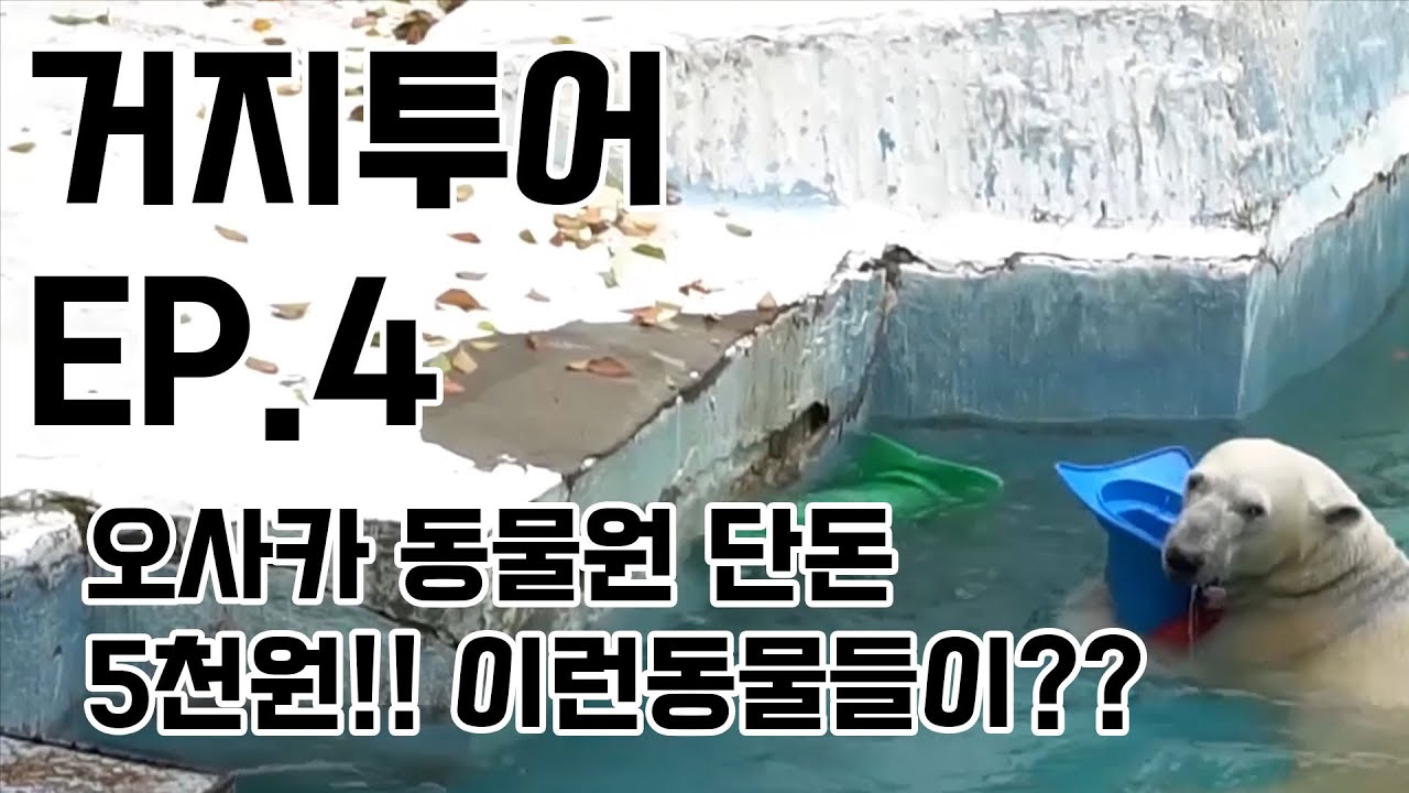 즐찾사여행-거지투어 EP.4 동물원이 단돈 5000원  !!! 일본- 오사카 저렴한여행 텐노지동물원