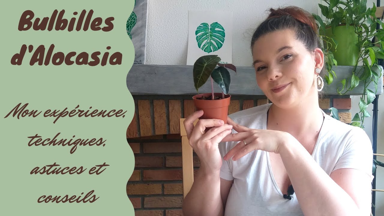 Bulbilles d'Alocasia : techniques, astuces et conseils pour les faire pousser