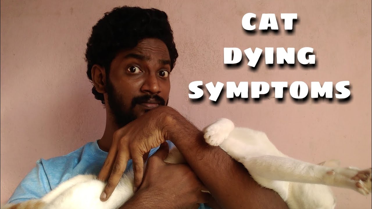 Cat Dying Symptoms | CAT VLOG | Tamil | Vinothjustice