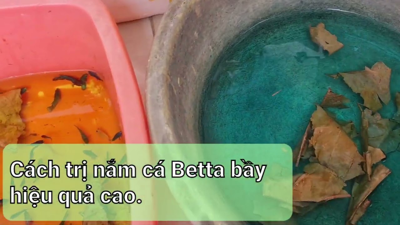 Mẹo Trị nấm đạt hiệu quả 100%, Cá betta bị nấm cách trị, Mẹo trị nấm cá Betta bầy hiệu quả rất cao.