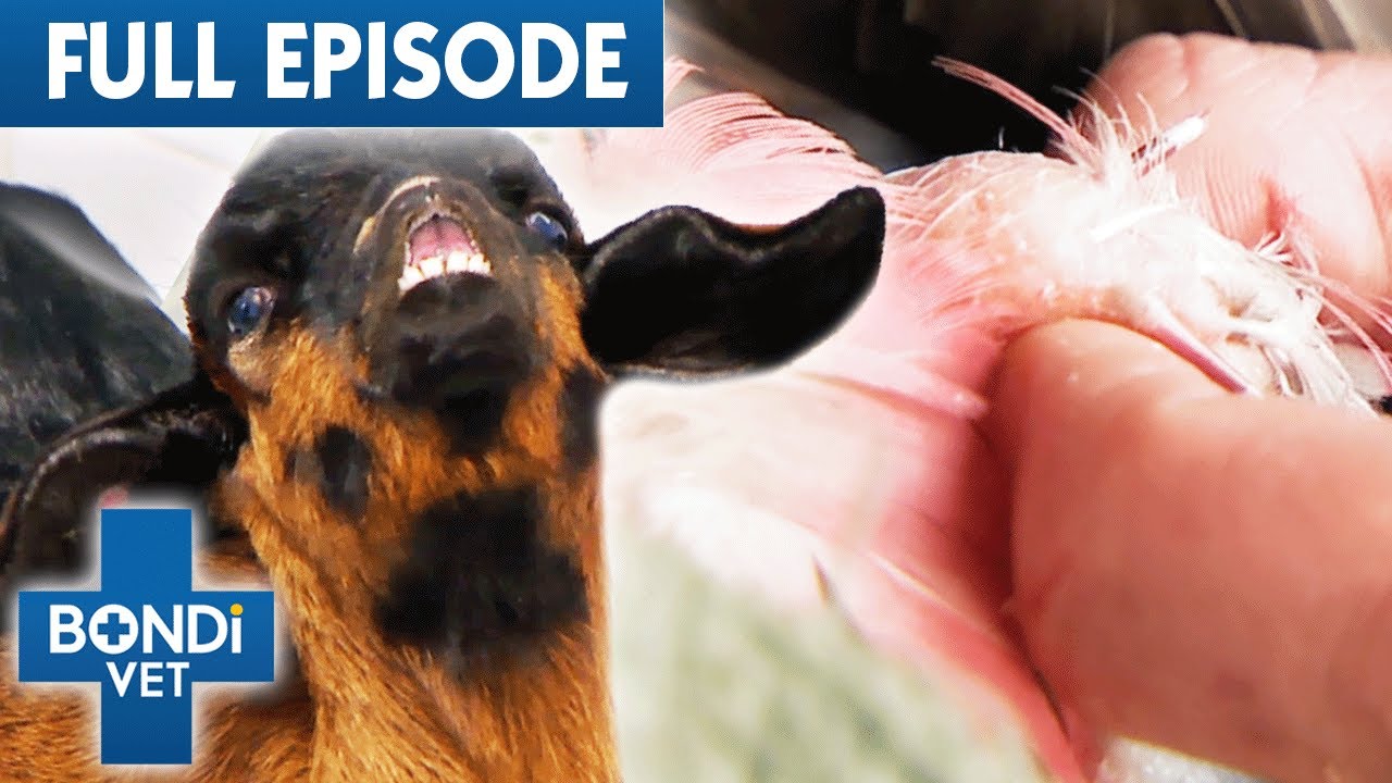 Fat-Filled Lump & Tick Infestation 😱 Best of Bondi Vet Episode 22 | Bondi Vet Full Episodes
