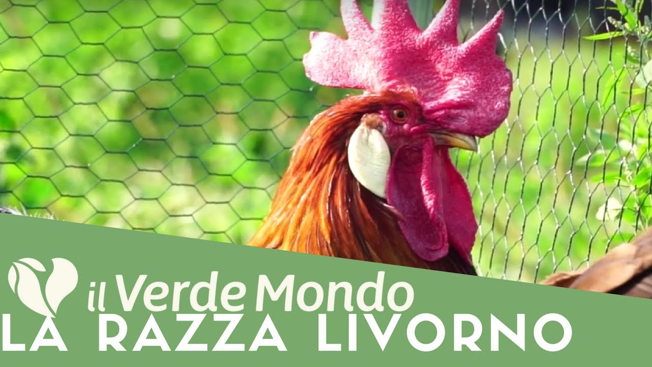 La Razza Livorno | Caratteristiche di questa razza avicola | Puntata 2