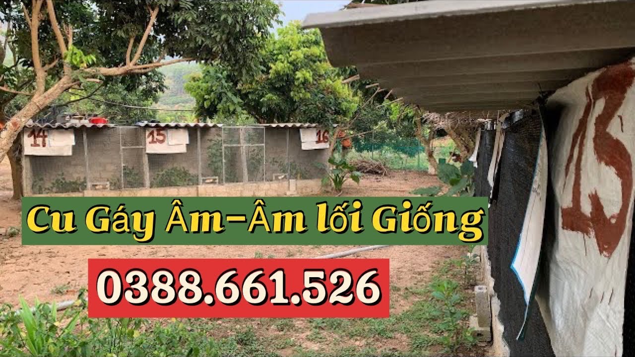 Cu Gáy Âm Giống //Cu Gáy Âm Và Lối Giống || Trại chim cảnh BG