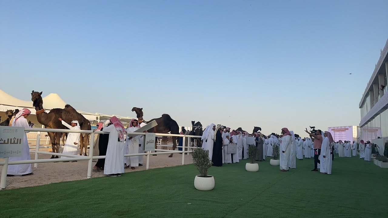 مزاين قطر فرحة الفائزين اشواط الجل مجاهيم