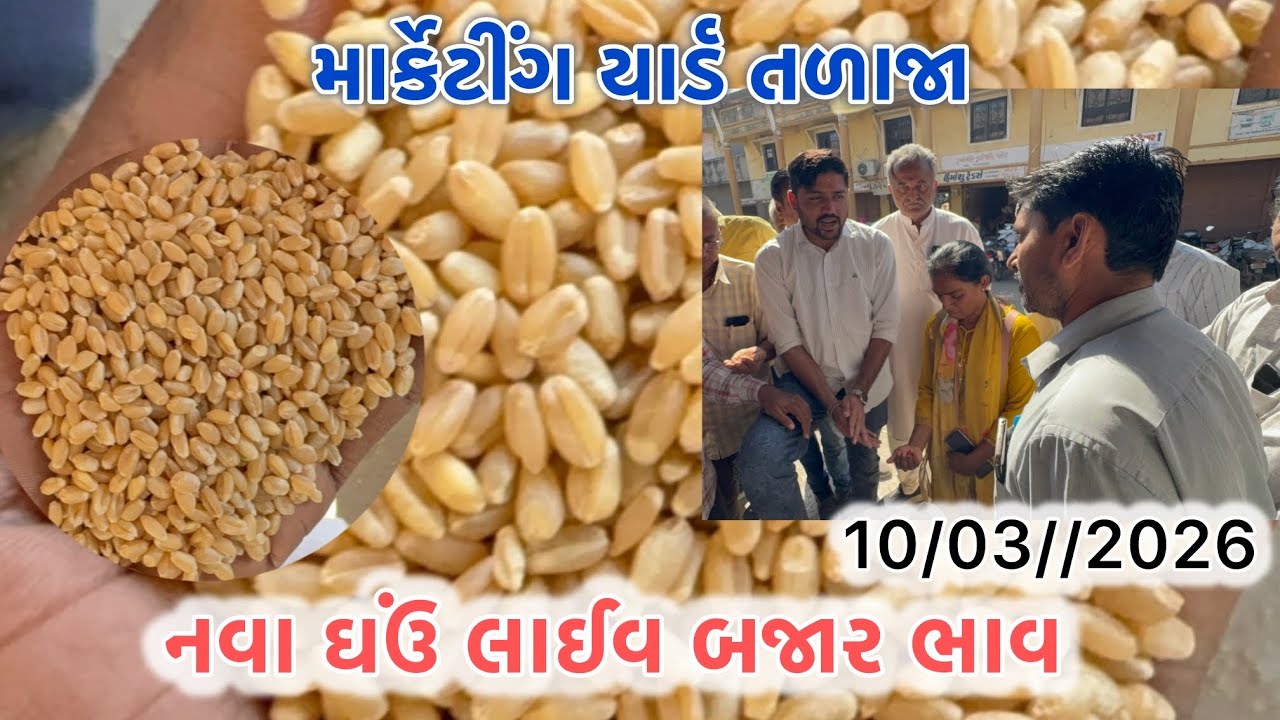 નવા ઘઉં લાઈવ હરાજી તળાજા માર્કેટ યાર્ડ 10/03/2026 #talaja #rajkot #gondal #viralvideo #market #mp 