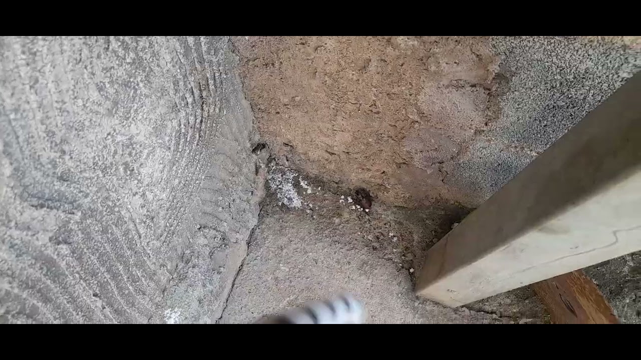 Pisando Em formiga tag dos pes