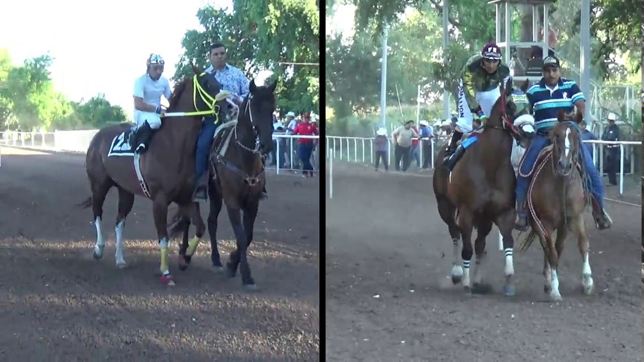 EL GRANO DE ORO VS EL CUATE