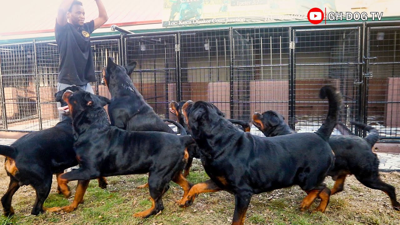 A visit back to Crowded Empire Kennel | One of the finest Rottweiler Kennels in Africa