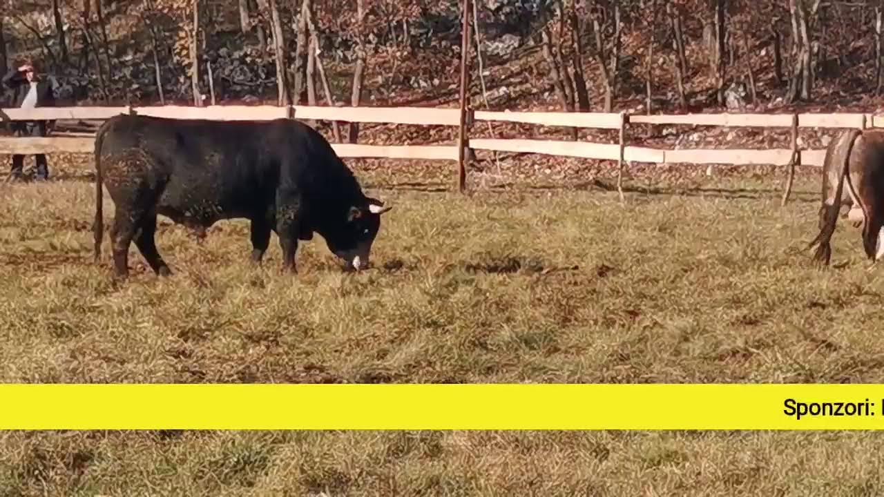 Uživo prvi krug kod Bavrke