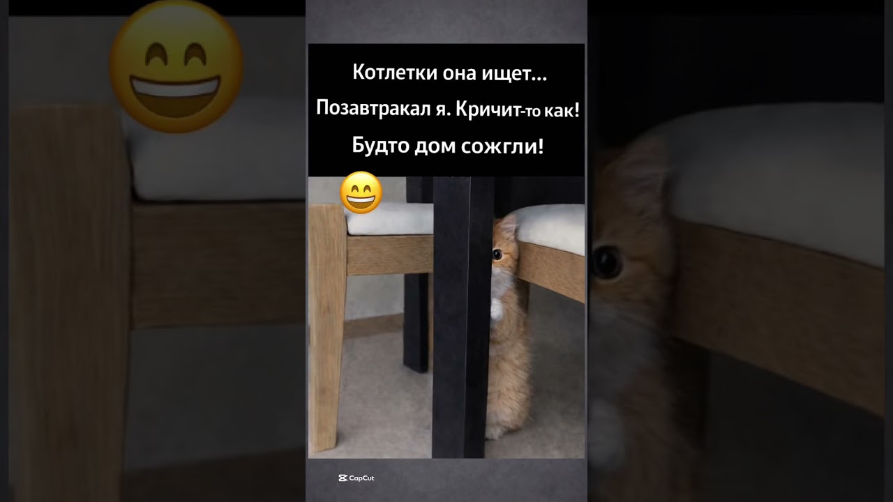 Прячусь, пока не нашли 😹#cat #юмор